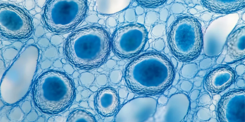 Gros plan de cellules observees au microscope montrant la degeneration cellulaire liee au vieillissement biologique