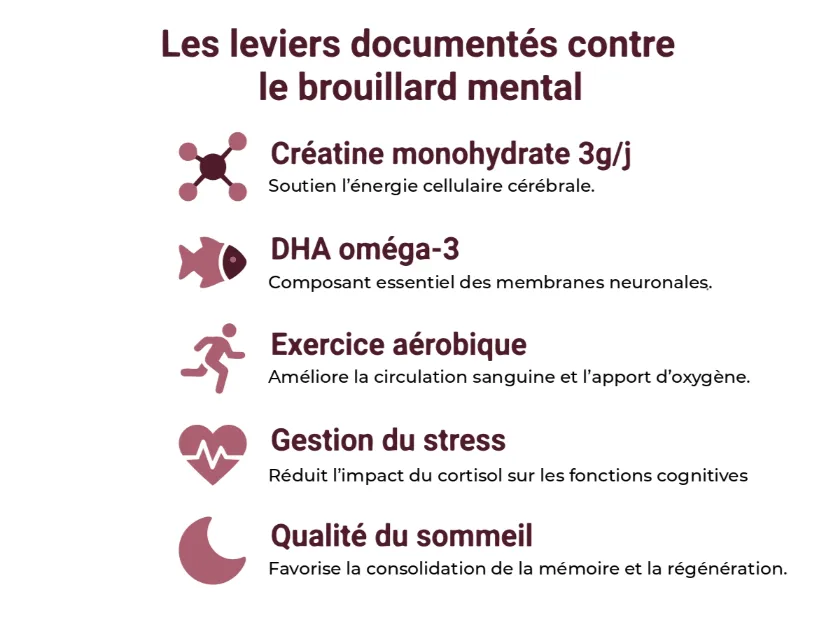 Infographie montrant les 5 leviers documentés pour combattre le brouillard mental à la ménopause : créatine monohydrate 3g/j pour l'énergie cérébrale, DHA oméga-3 pour les membranes neuronales, exercice aérobie pour la circulation sanguine, gestion du stress pour réduire le cortisol, et qualité du sommeil pour la mémoire et régénération.