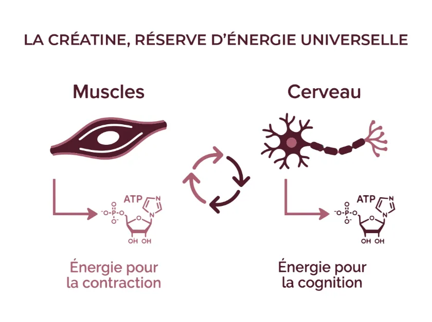 Infographie montrant le rôle de la créatine comme réserve d'énergie universelle pour les muscles (énergie pour la contraction) et le cerveau (énergie pour la cognition), illustrant les bénéfices potentiels de la supplémentation en créatine chez les femmes en ménopause.