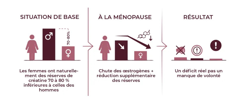 Schéma comparatif montrant la situation de base chez la femme, les changements à la ménopause (baisse d'œstrogènes, fatigue, brouillard mental), et les résultats potentiels de la supplémentation en créatine pour restaurer l'énergie et la fonction cognitive.