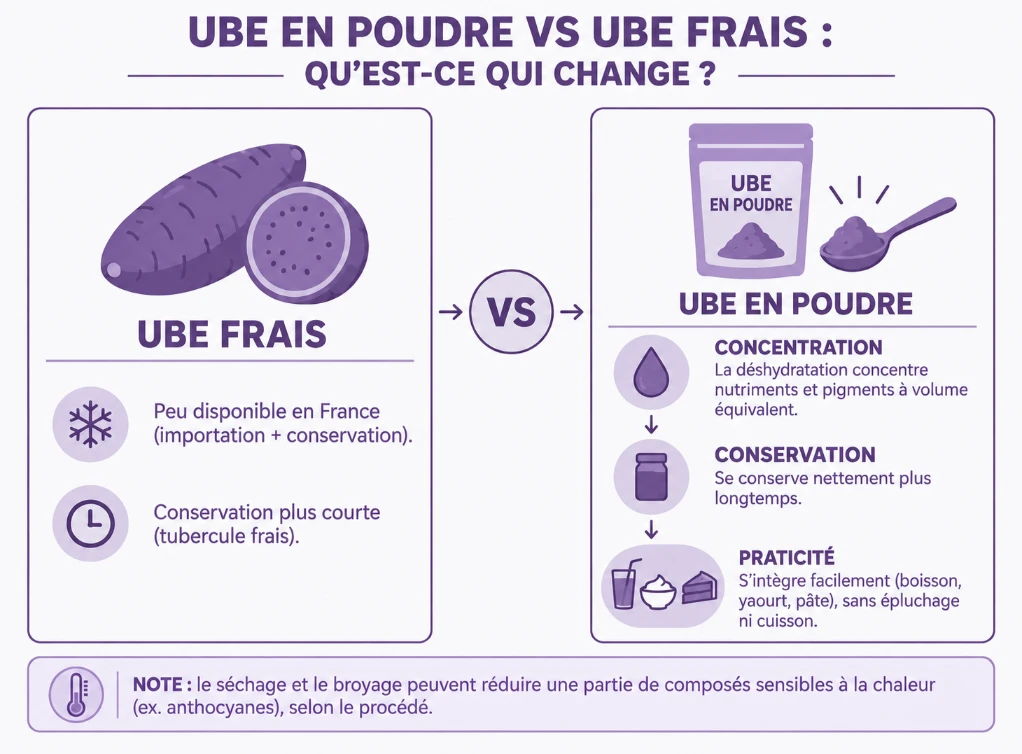 Schéma comparatif entre l'ube frais et l'ube en poudre : disponibilité, conservation, concentration en nutriments et praticité d'usage
