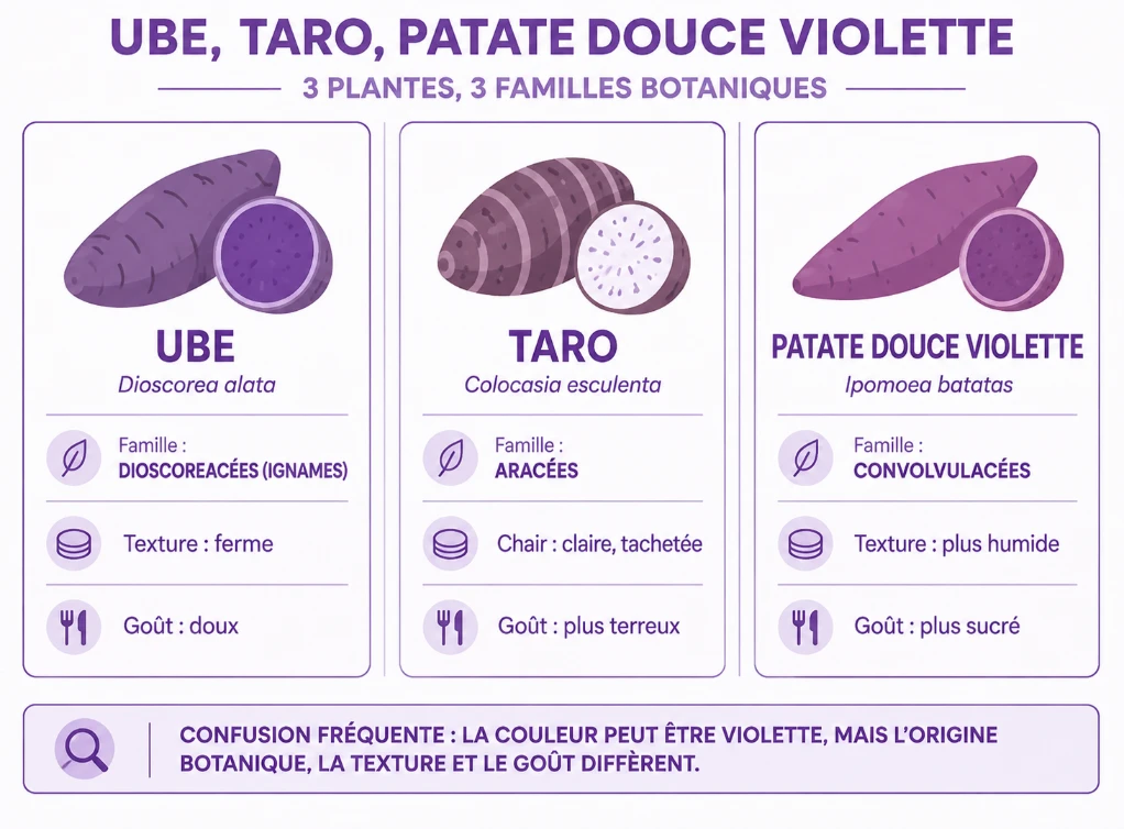 Schéma comparatif entre l'ube (Dioscorea alata), le taro (Colocasia esculenta) et la patate douce violette (Ipomoea batatas), avec leurs familles botaniques, textures et goûts respectifs